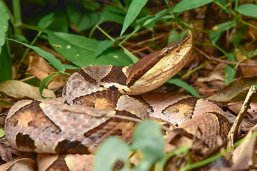 A sharp-nosed viper (Deinagkistrodon acutus)