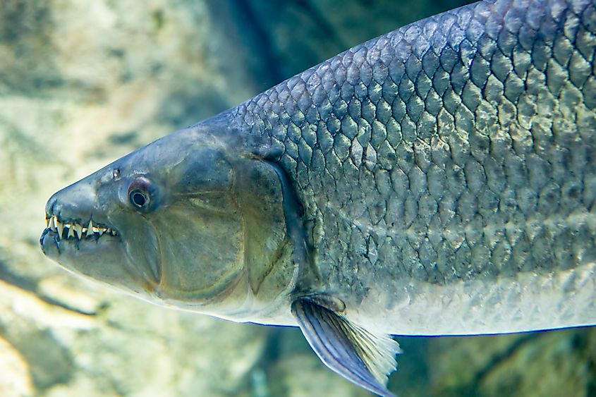 The goliath tigerfish (Hydrocynus goliath) is a very large African predatory freshwater fish.