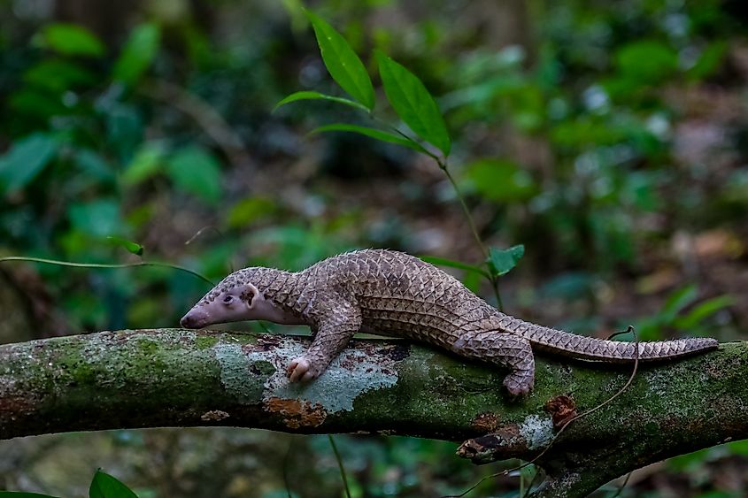 A baby pangolin on a tree branch