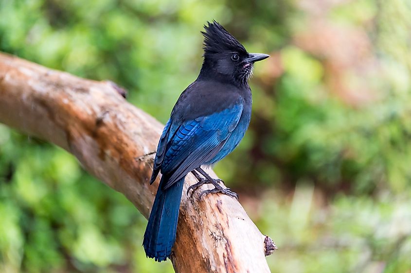 Steller's jay (Cyanocitta stelleri) in Ucluelet, British Columbia, Canada