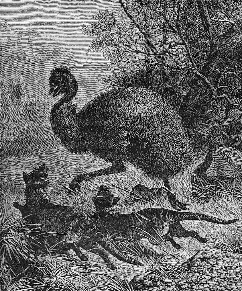 An illustration of Tasmanian tigers hunting an emu.