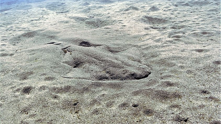 An angel shark (Squatina squatina) 