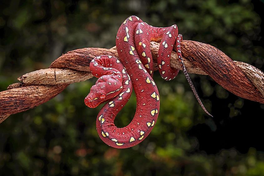 A juvenile green tree python