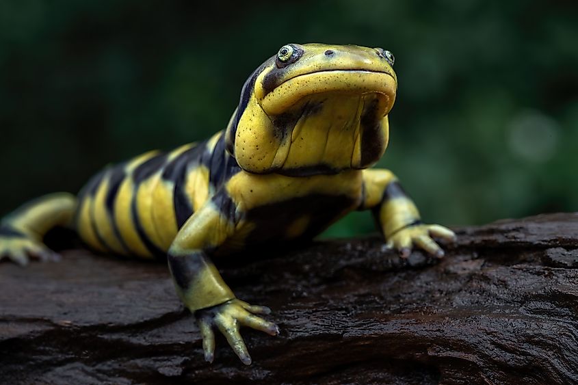 A tiger salamander (Ambystoma tigrinum)