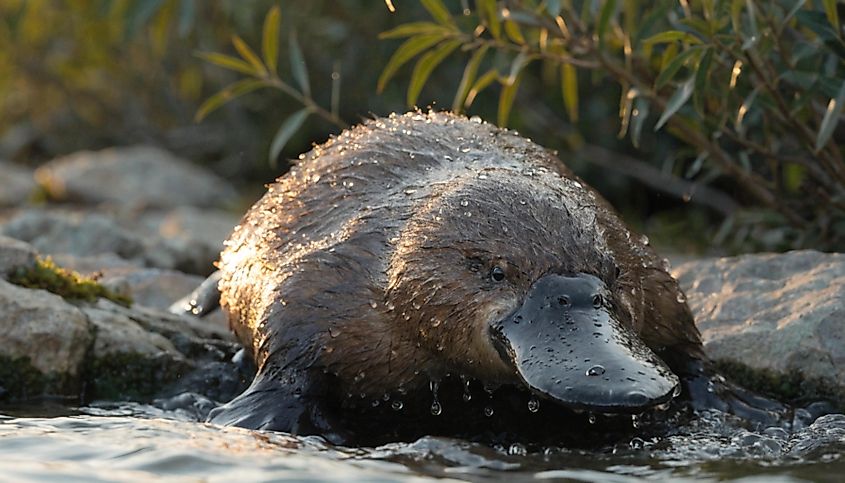A platypus (Ornithorhynchus anatinus)
