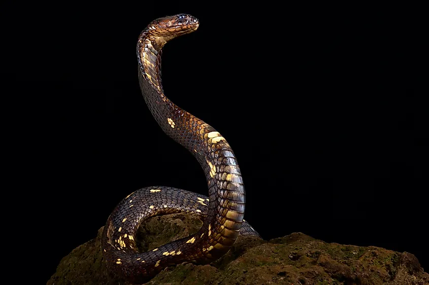 An Egyptian cobra (Naja haje)
