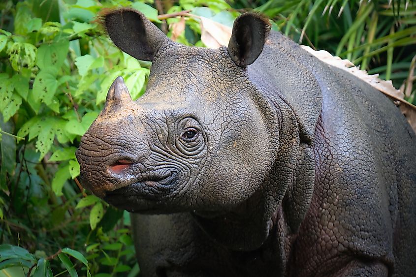 A Javan rhino (Rhinoceros sondaicus)