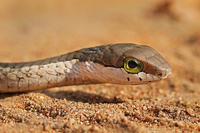 A Boomslang Dispholidus typus