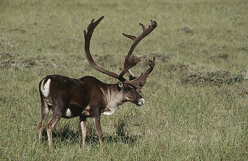 Caribou standing on open Arctic tundra, an animal central to the food and tools of Northern peoples.