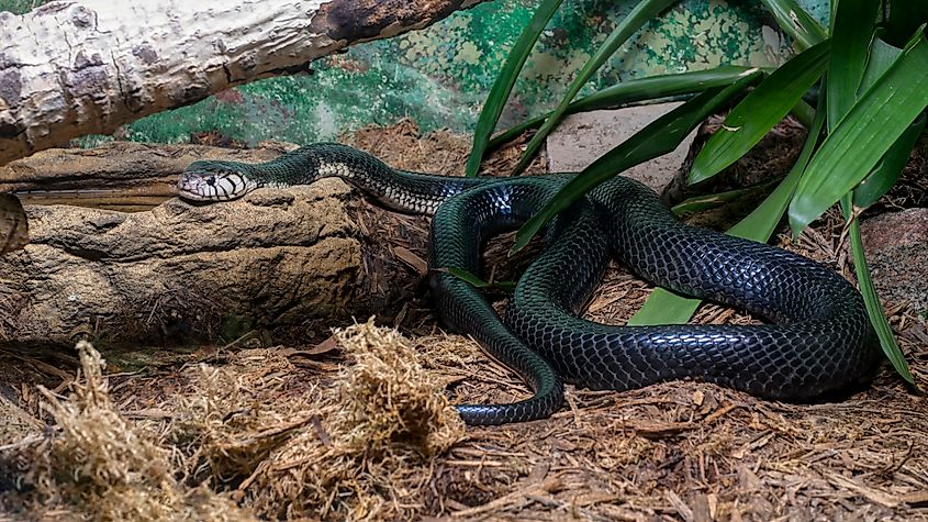 A black forest cobra (Naja guineensis)