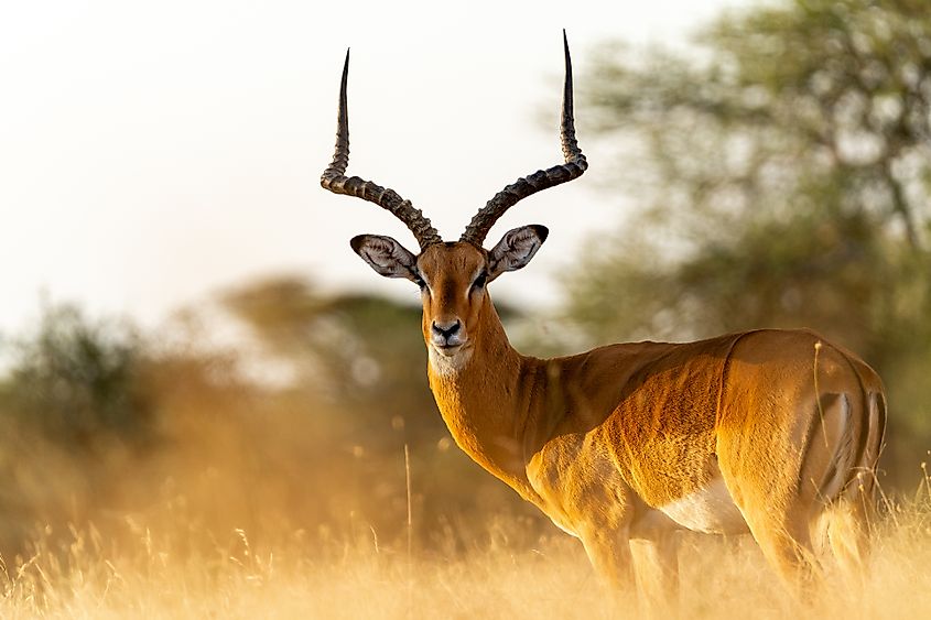 An impala (Aepyceros melampus)