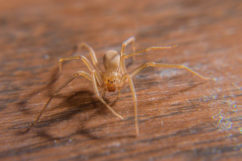 A brown recluse (Loxosceles reclusa)