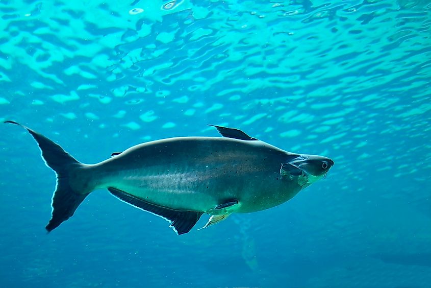 A Mekong giant catfish (Pangasianodon gigas)