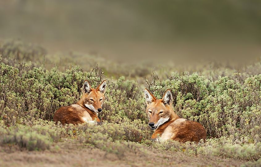 A pair of Ethiopian wolves