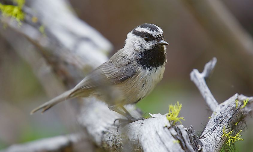 A mountain chickadee (Poecile gambeli)