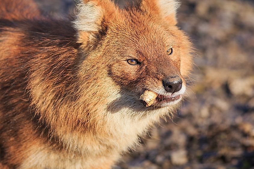 A dhole (Cuon alpinus)