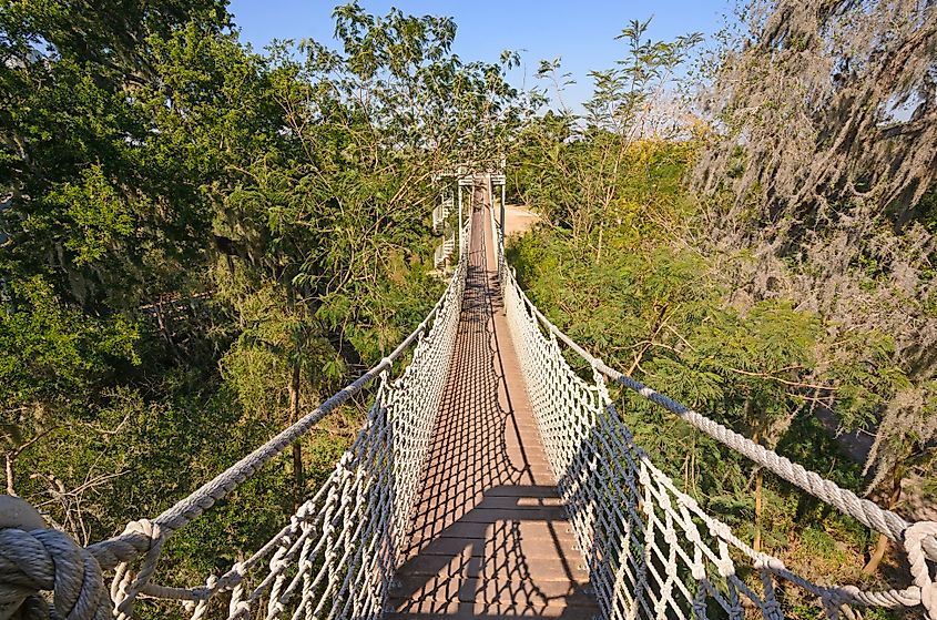 Canopy Walk in a Subtropical Forest in the Santa Ana Wildlife Refuge in Texas