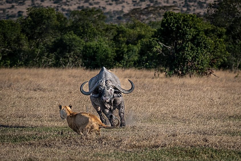 A Cape buffalo charging a lion
