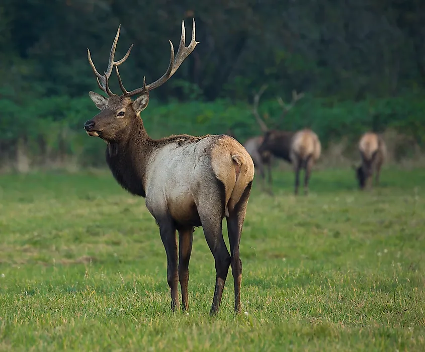 A Roosevelt elk (Cervus canadensis roosevelti)