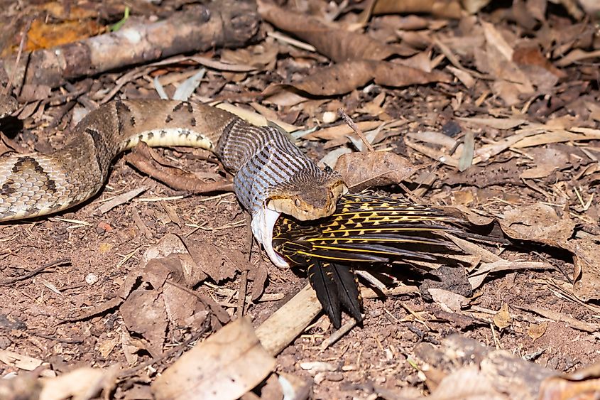 A jararaca swallowing a bird