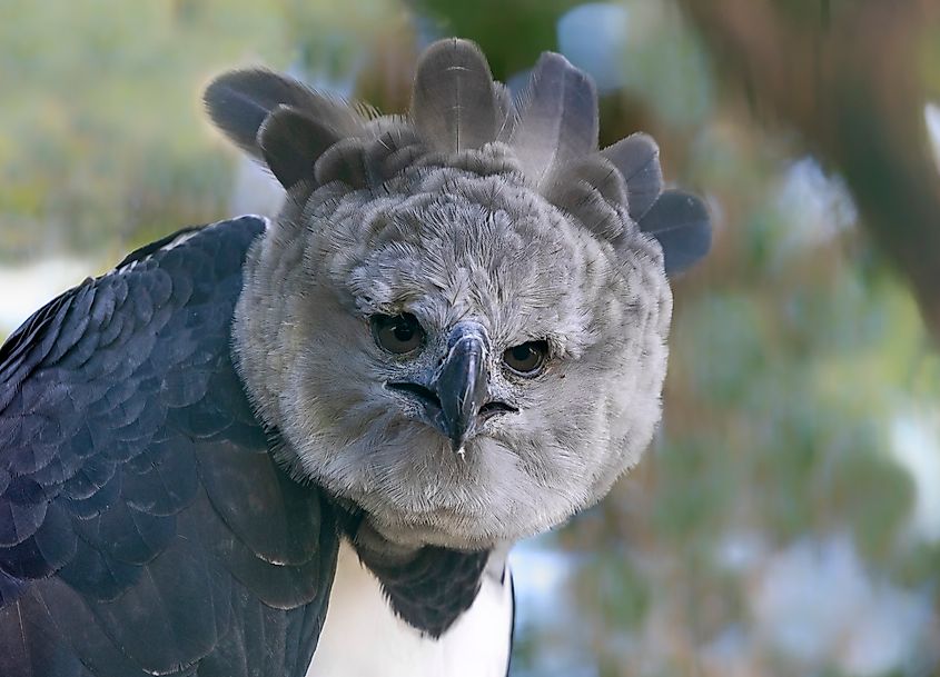 A harpy eagle (Harpia harpyja)