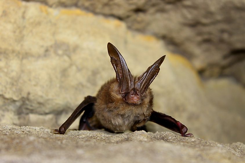 A Virginia big-eared bat (Corynorhinus townsendii virginianus)