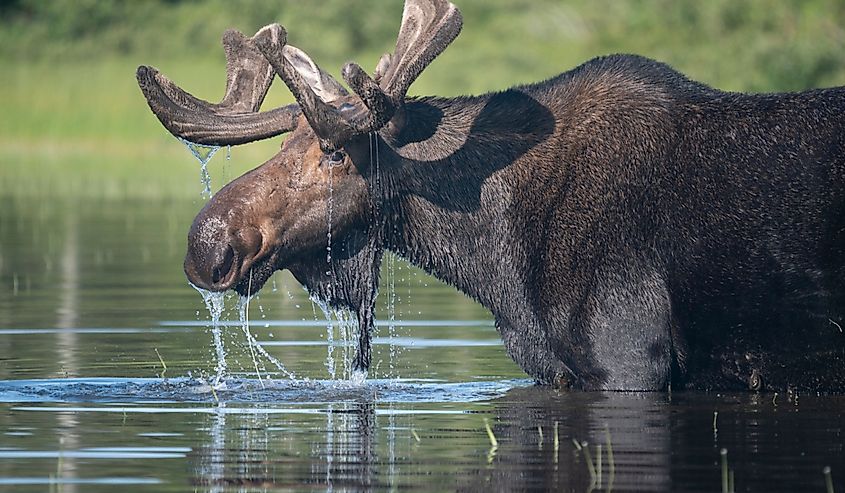 A bull moose feeding in Maine's North Woods