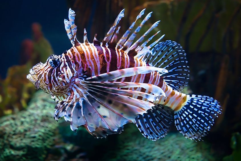 A red lionfish (Pterois volitans)