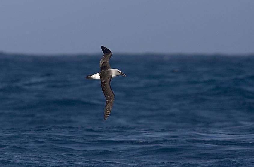 A grey-headed albatross in flight in the southern Atlantic Ocean.