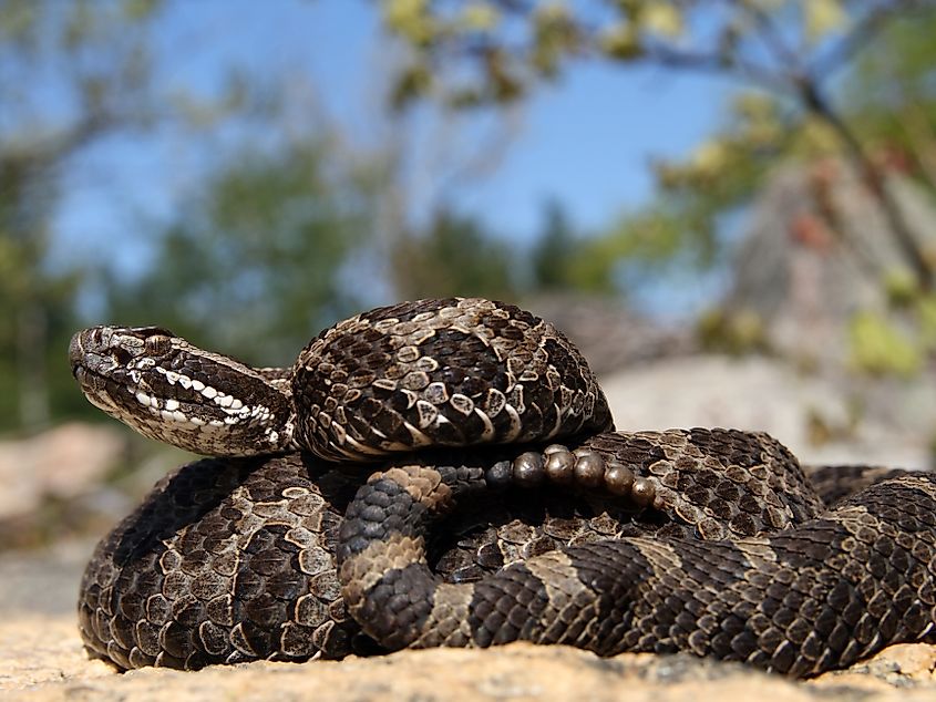An Eastern Massasauga Rattlesnake