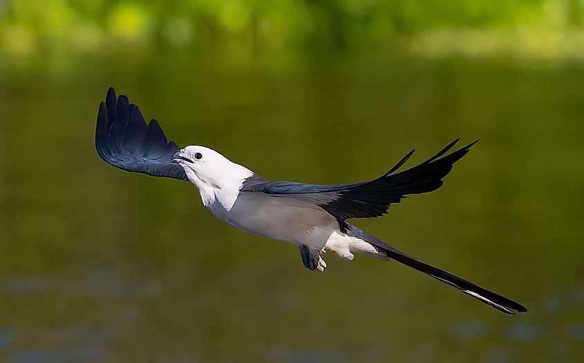 A swallow-tailed kite (Elanoides forficatus)