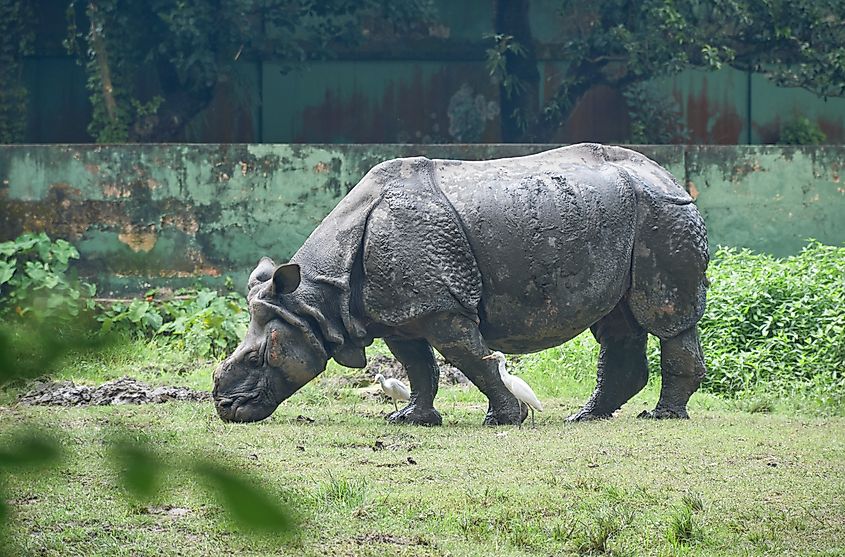 An Indian one horned rhinoceros (Rhinoceros Unicornis) 
