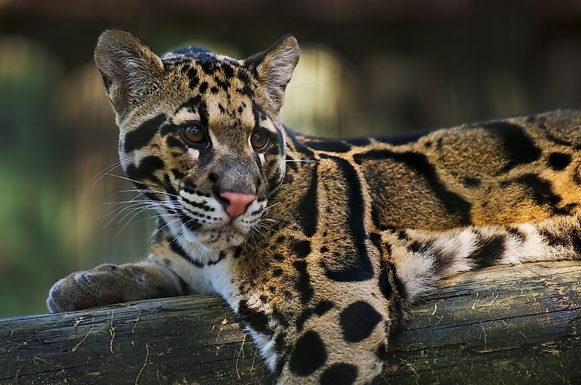 Young clouded leopard, Neofelis nebulosa