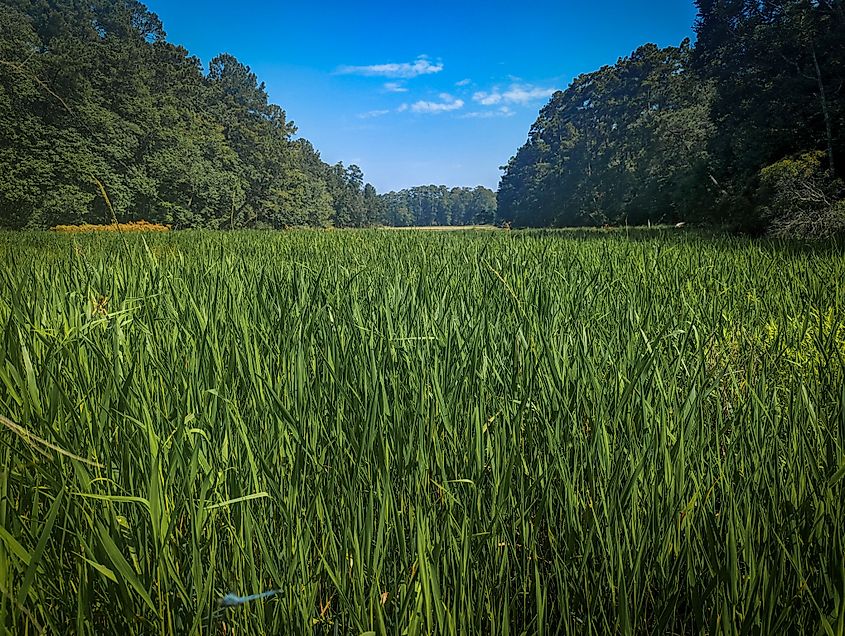 A view of the trees and grass field at Sam Houston National Forest, Texas