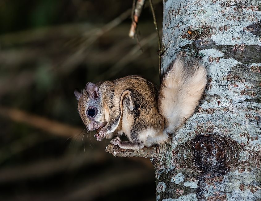 A northern flying squirrel (Glaucomys sabrinus)