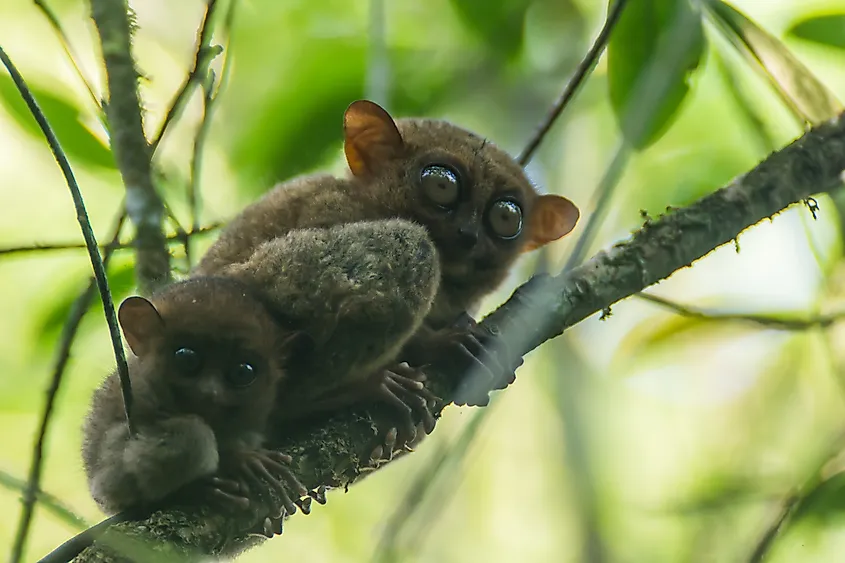 A tarsier mother with its offspring