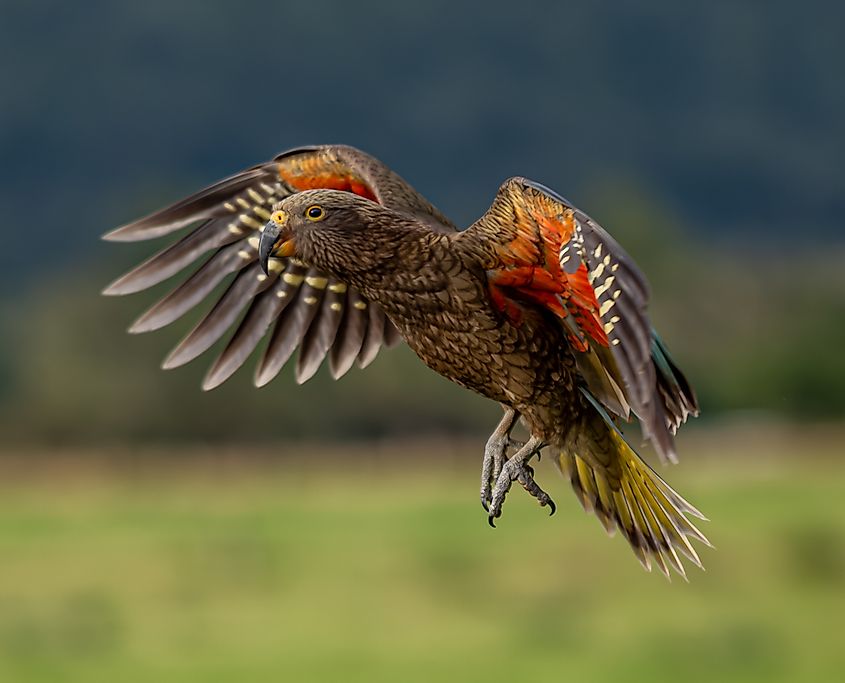 A kea (Nestor notabilis)