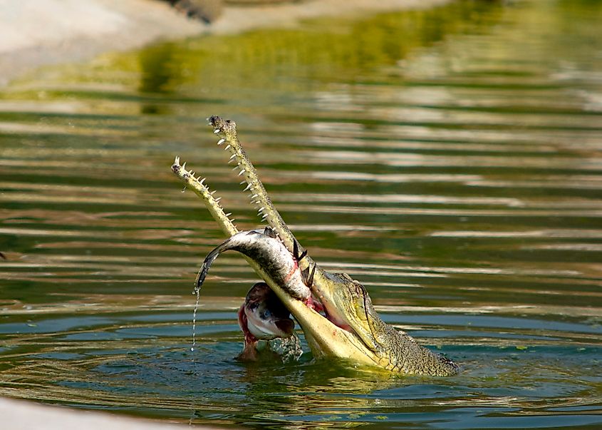 A gharial eating a fish