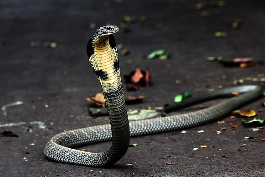 King cobra.