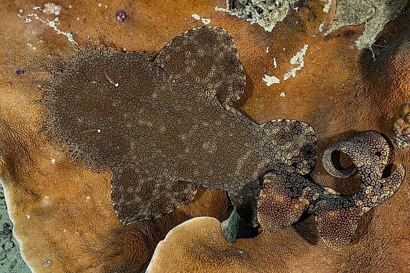 A tasselled wobbegong (Eucrossorhinus dasypogon)