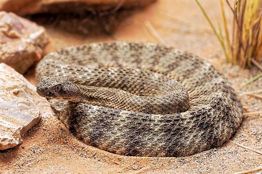 A tiger rattlesnake (Crotalus tigris)