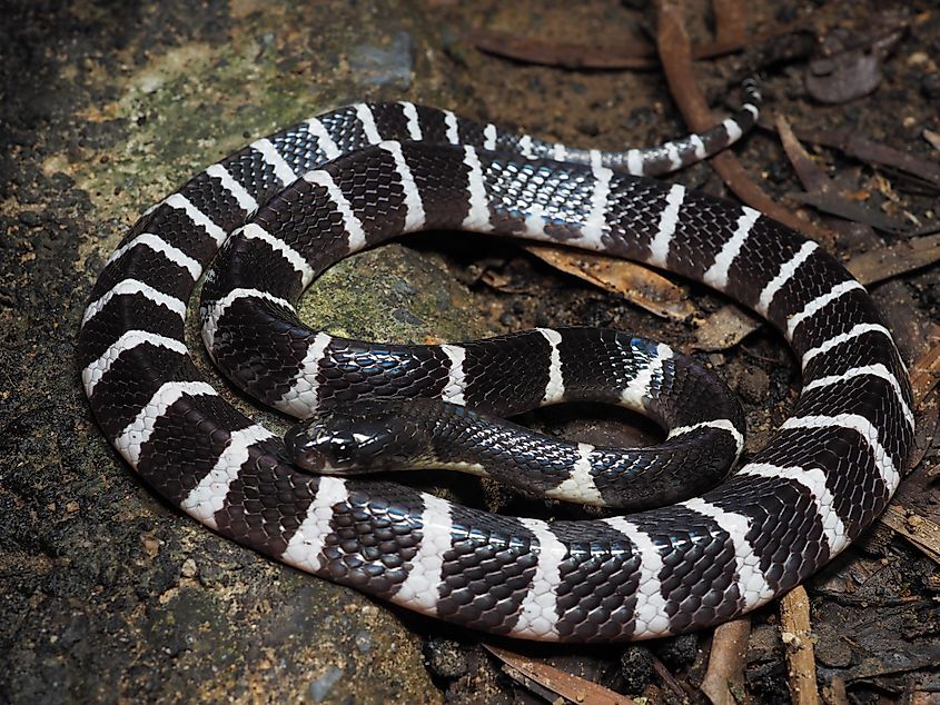 A many-banded krait (Bungarus multicinctus)