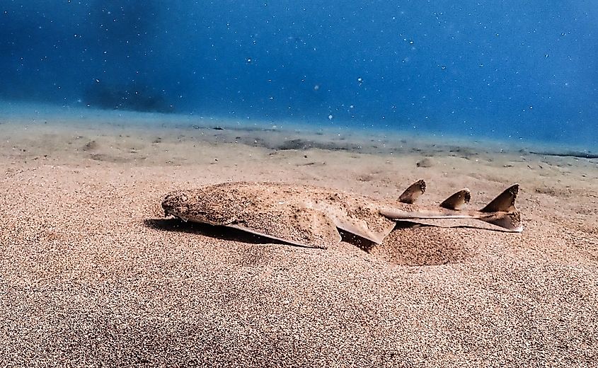 A juvenile angel shark