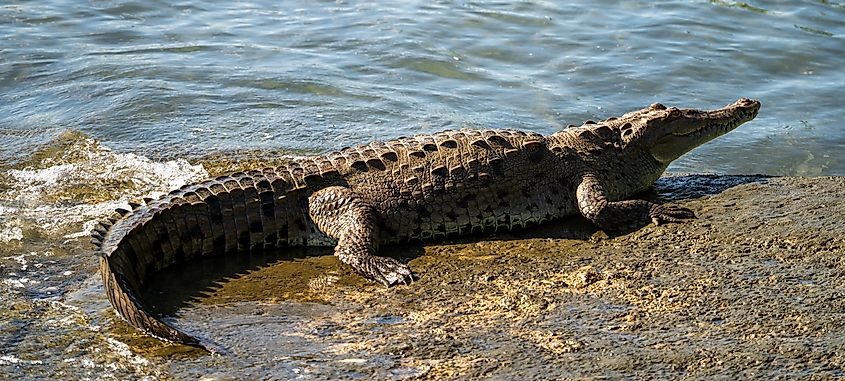 American Crocodile Emerging from Water onto Rocky Shore. 