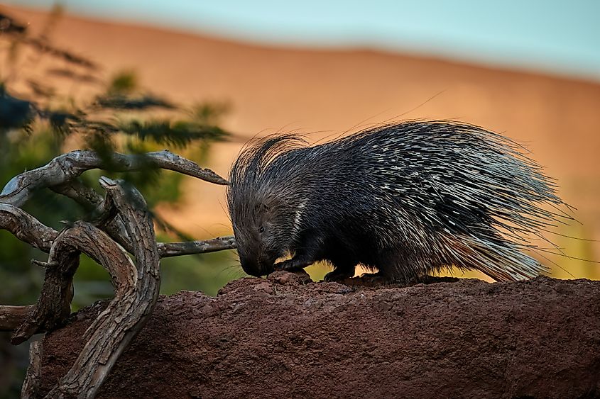 A porcupine