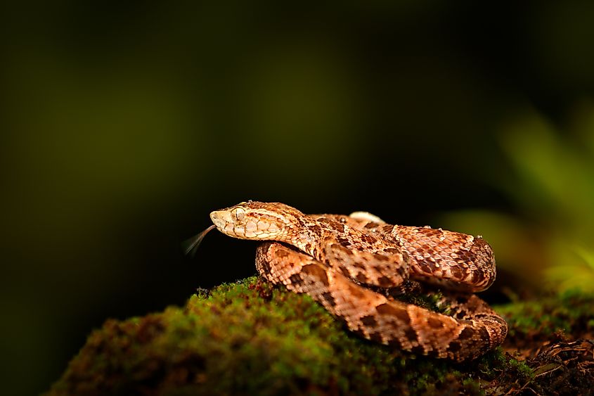 A Fer-de-lance (Bothrops atrox)