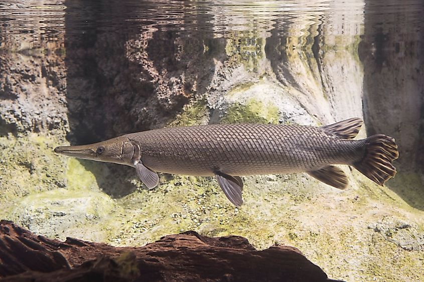 An alligator gar (Atractosteus spatula)