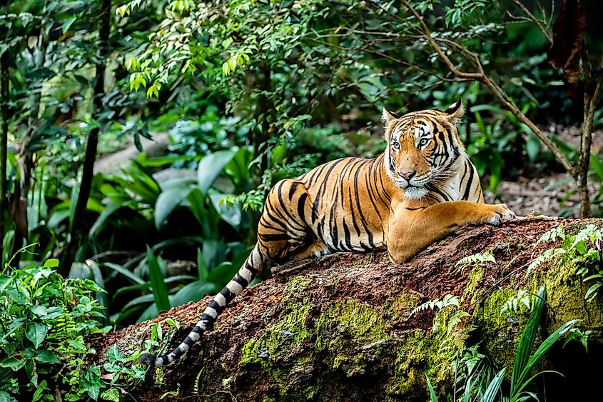 The closeup image of Malayan tiger (Panthera tigris jacksoni). 