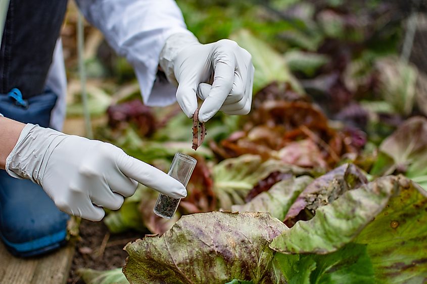 A researcher collecting an earthworm in a test tube