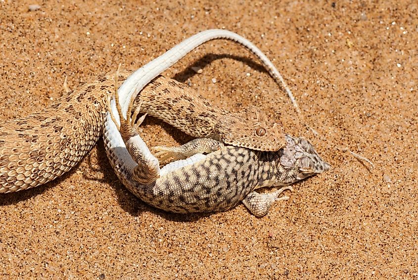Sidewinder with its lizard prey (Credit: Stefan Scharf via Shutterstock)